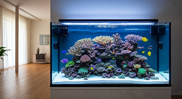 Saltwater Aquarium Tank Placement: Essential Considerations for Success