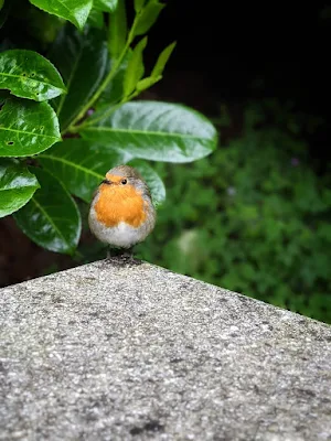 Robin in Merrion Square Park in Dublin in June
