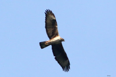 "Bonelli's Eagle - Aquila fasciata,scanning for prey."
