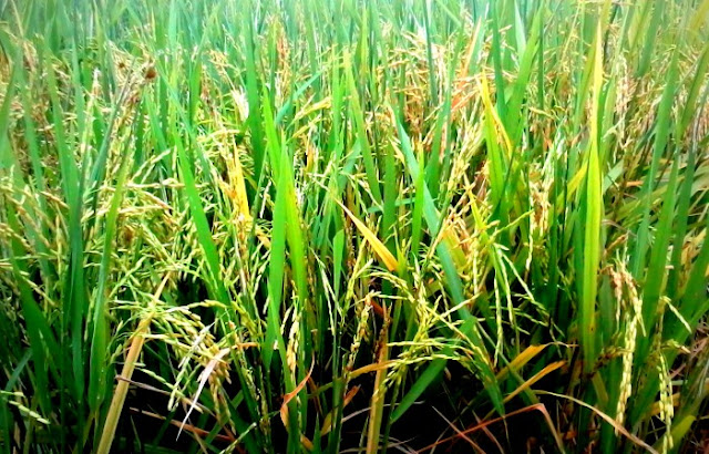 Sawah Padi di Kampung Sawah Sempadan, Tanjung Karang