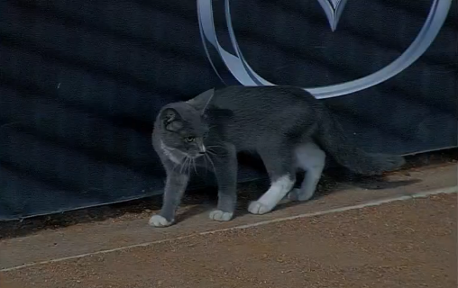 Cat walks onto field at Rangers game