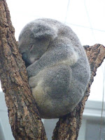 La peluche