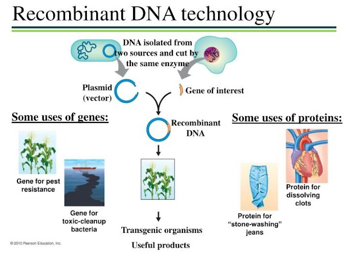 Recombinant Dna Technology Market Applications Prospects with Covid-19 Impact Analysis by 2027