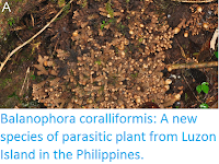 http://sciencythoughts.blogspot.co.uk/2015/06/balanophora-coralliformis-new-species.html