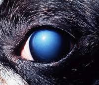 corneal dystrophy in dog