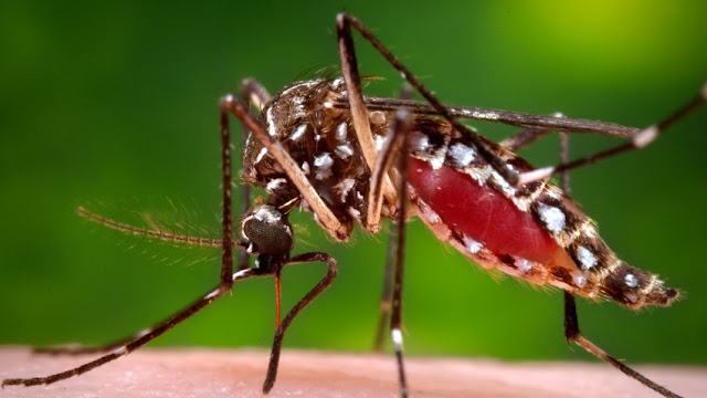 COVID-19: Survivors of Dengue fever have lesser chance of Coronavirus infection