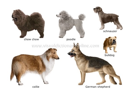 dog breeds list. big dog breeds list. ig dog