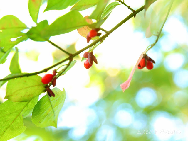 Euonymus alatus