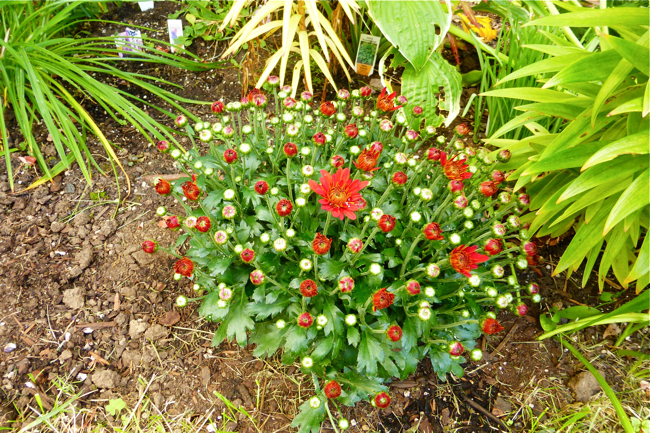 red, green, mums, crysanthemum, garden