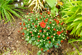 red, green, mums, crysanthemum, garden