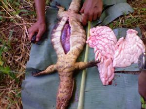 Sate Biawak