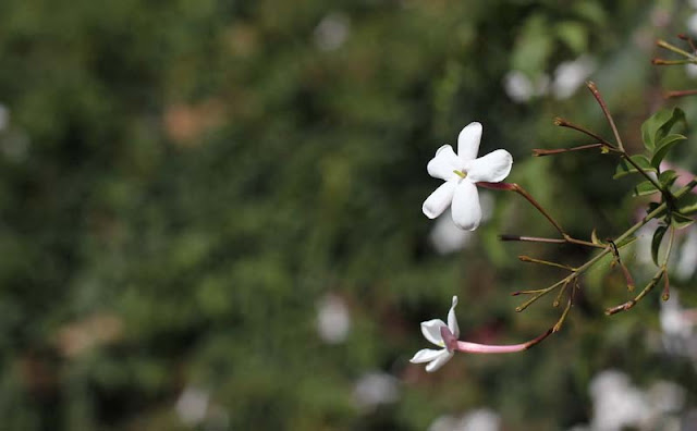 Jasminum Polyanthum Flowers