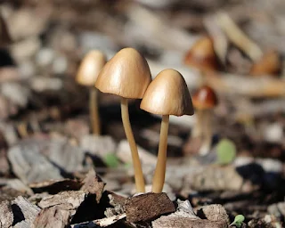 Toadstools on Mulch
