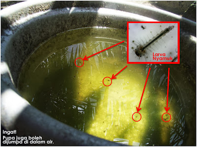 Larva Nyamuk, genangan air nyamuk