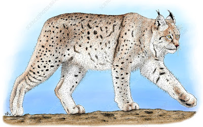 Lince Canadiense