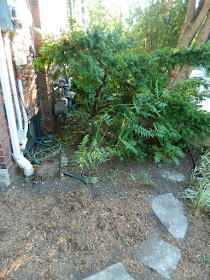 Riverdale Toronto Summer Garden Weeding and Cleanup After by Paul Jung Gardening Services--a Toronto Gardening Company