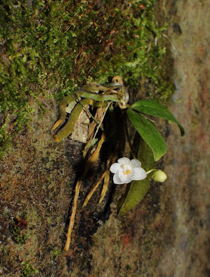 Phalaenopsis mysorensis - The Mysore Phalaenopsis care and culture