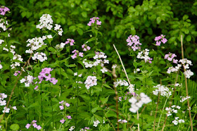 dame's rocket in bloom