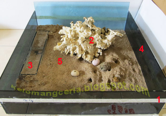 Kelomang Ceria: Crabitat for Small hermit crabs / Akuarium 