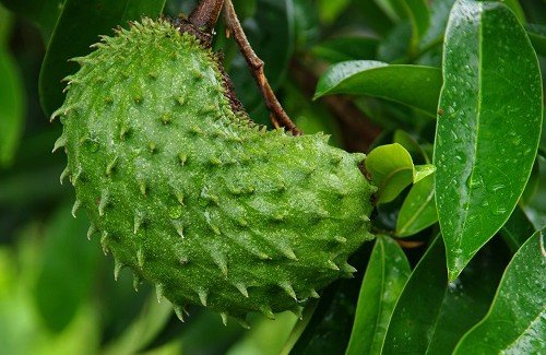 Graviola, um milagre natural para a cura do câncer