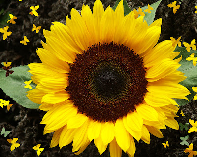  Sunflower Very Beautiful Image