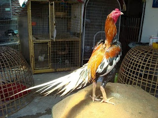  AYAM  PETARUNG AYAM  LAGA Jenis  Jenis  Warna  Bulu Ayam  