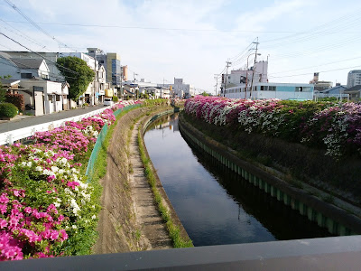 寝屋川沿いのつつじ