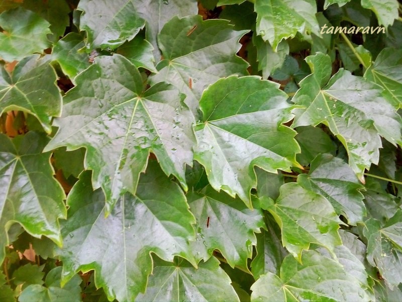 Девичий виноград триострённый (Parthenocissus tricuspidata)