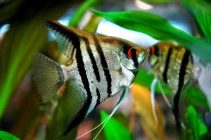 Dunia Ikan Hias - Zebra Manfish