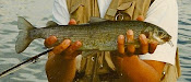 Mountain Whitefish