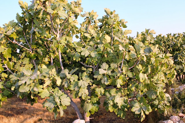 Didim Mugla fig trees and berries at the side of the road with the camera Canon EOS 1100D Photo shoot