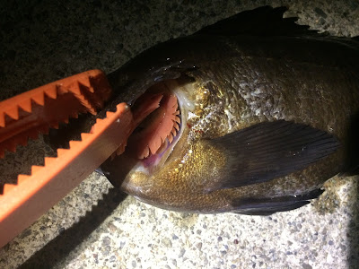 √ダウンロード 釣り 血抜き ハサミ 409137-釣り 血抜き ハサミ