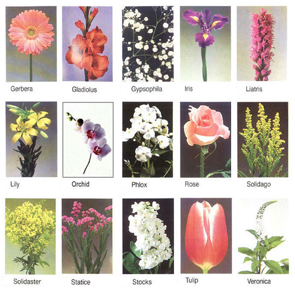 flower pictures and names