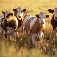 Cattle Feed in Delhi