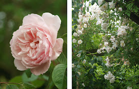 Roser på pergola - The Generous Gardener og Lykkefund