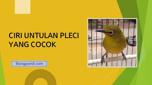 CIRI UNTULAN PLECI YANG COCOK