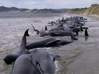 delfines muertos en la costa australiana