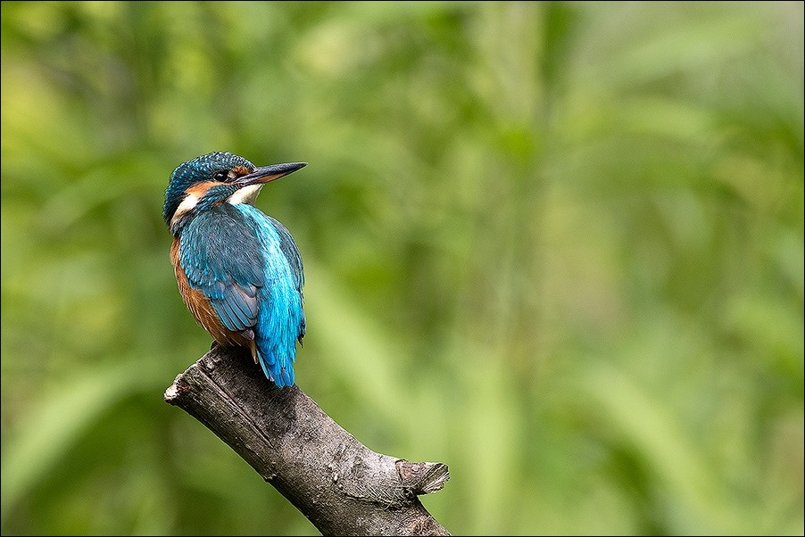 Kingfisher