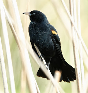 Red-winged Blackbird (Agelaius phoeniceus)