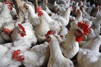 HAL-HAL YANG HARUS DIPERHATIKAN SEBELUM PEMELIHARAAN AYAM BROILER ATAU AYAM PEDAGING dan Jenis-Jenis Ayam Aduan 