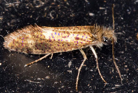 Dyseriocrania subpurpurella.  Near the West Wickham Common light trap on 15 April 2015.