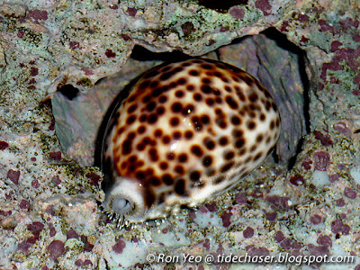 Tiger Cowrie (Cypraea tigris)