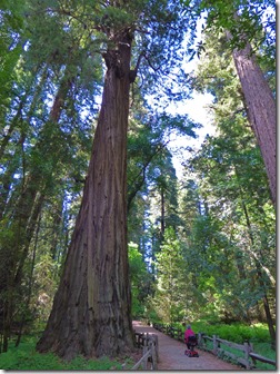 Henry Cowell Redwoods