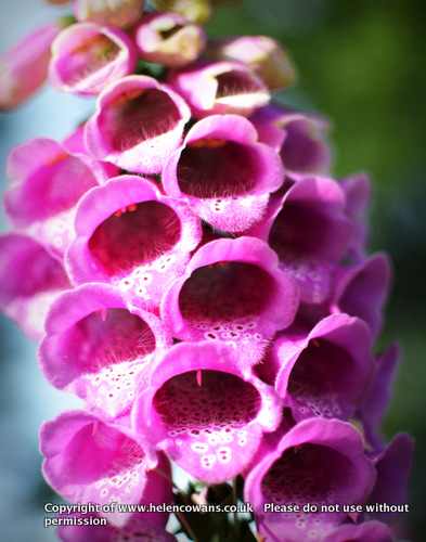 Foxgloves