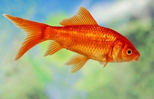 Daftar Ikan Hias Aquarium Tanpa Oksigen 