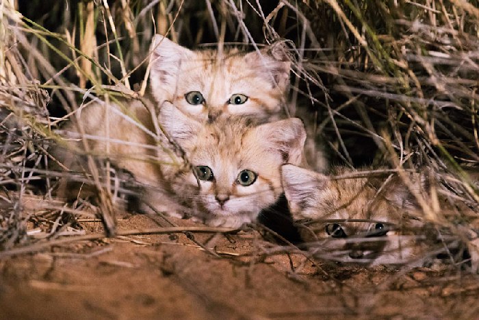 Gatos selvagens de areia são fotografados pela primeira vez