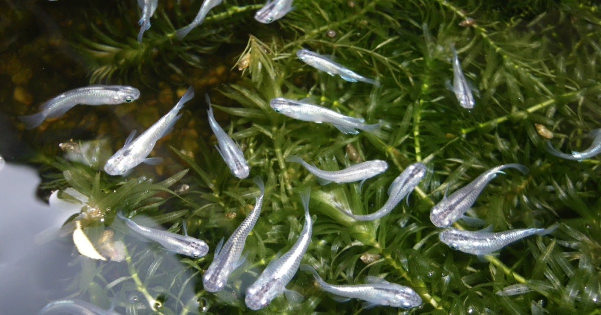 メダカを塩浴で元気にする方法 メダカの大工
