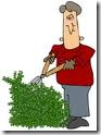 clipping a hedge