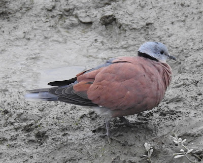 紅鳩