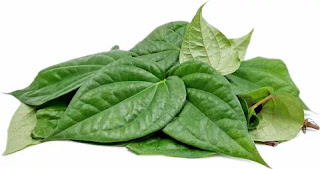 Most effective Benefits Of Betel Leaf that can cure many diseases